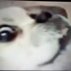 Meet your Posher, Rasaan